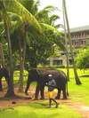 Bentota Beach Hotel 